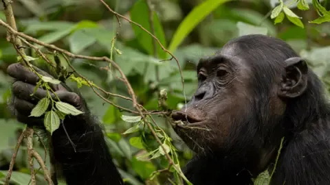 Wild Chimps Drinking the Equivalent of an Alcoholic Beverage Per Day from Fermented Fruit, Study Reveals